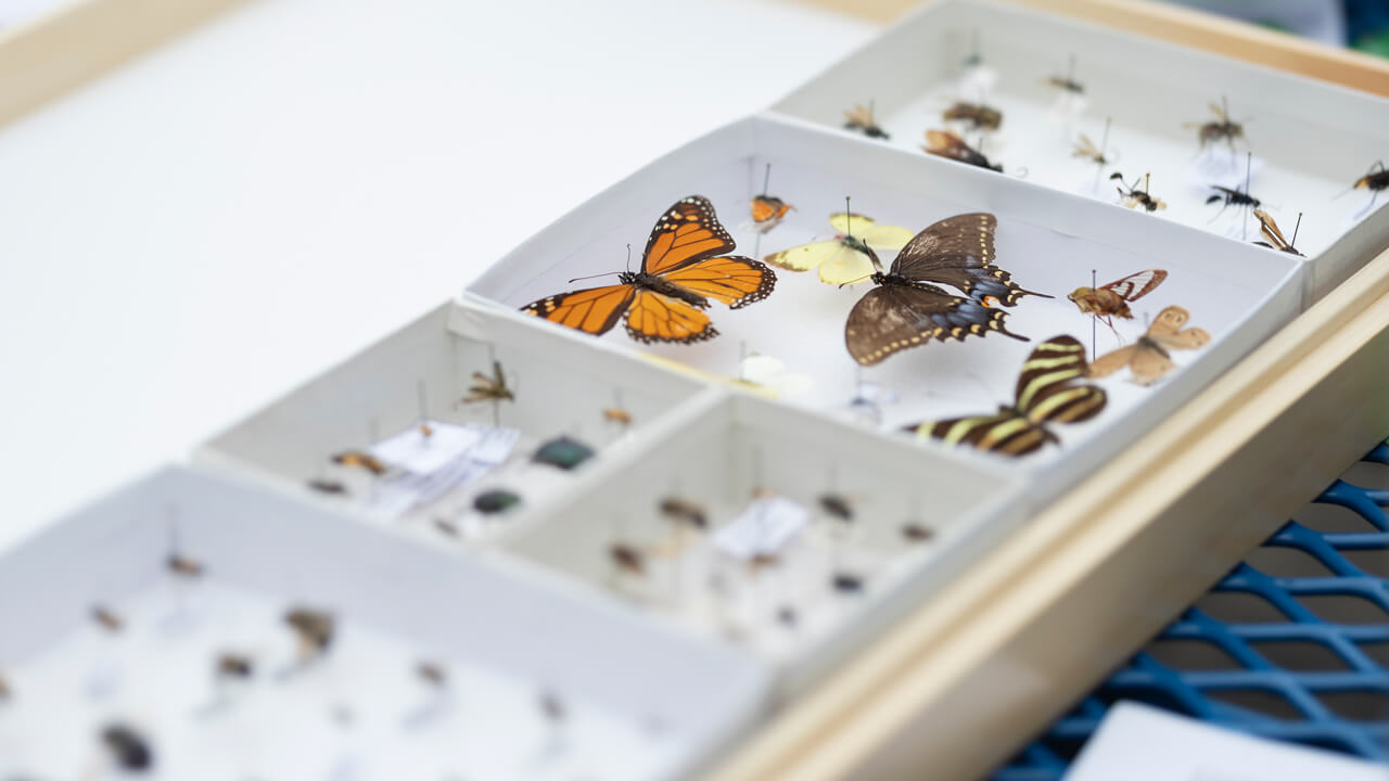 Butterflies in a glass encasement for student research reference.