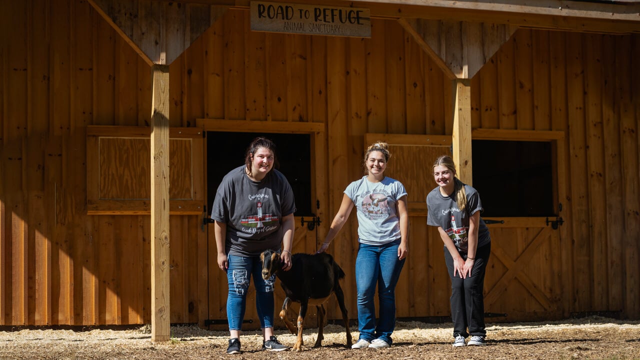 Students volunteer at a goat farm.