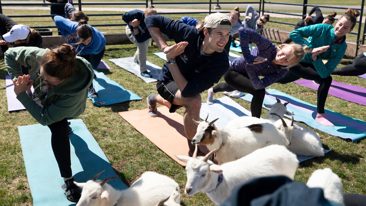 Dozens of graduate students practice yoga with goats outside