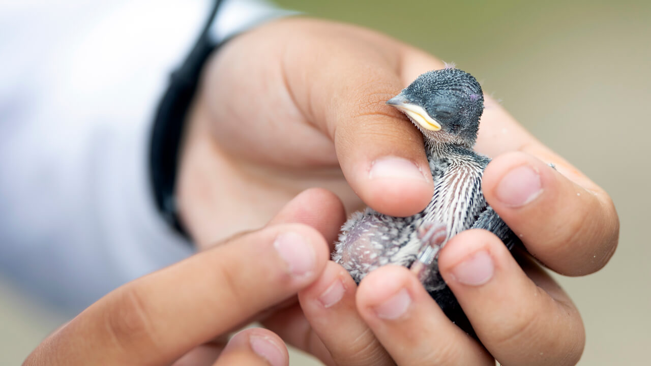 Baby bird being examined during a class field study.