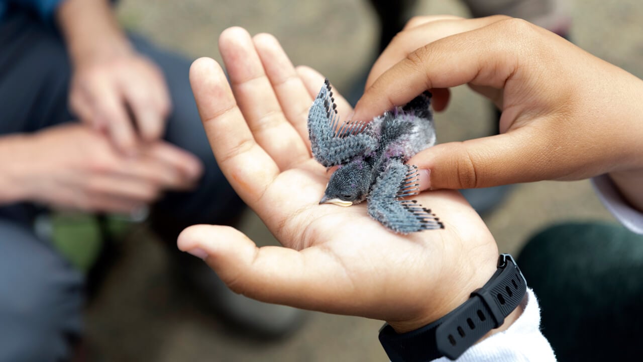 Student handling a baby bird during a field study.