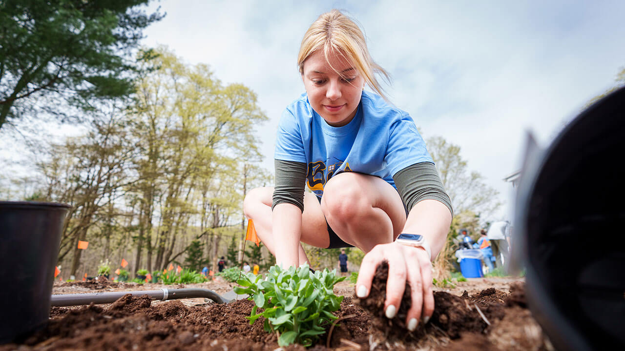 female student in a blue big event shirt moves mulch around a small new plant