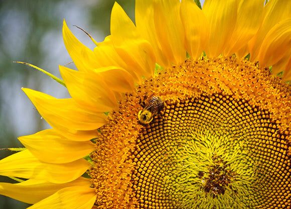 A bumblebee lands on a sunflower.