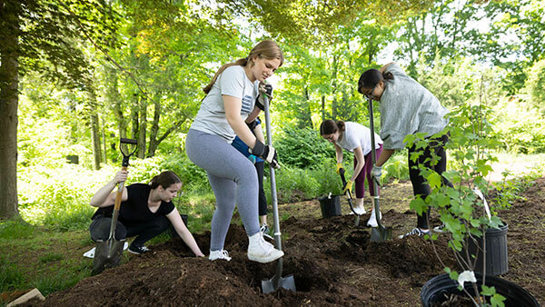 Students digging and planting in the Quinnipiac pollinator garden.