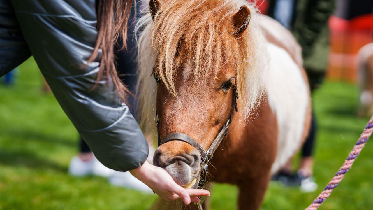 Brown and white pony eating out of someone's hand