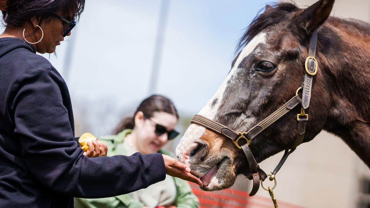 Horse eating out of student's hand