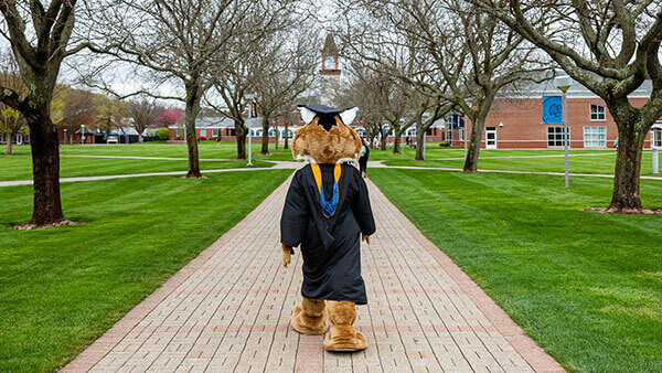 Boomer the Bobcat walks across the Quad on Quinnipiac's Mount Carmel campus wearing a cap and gown.