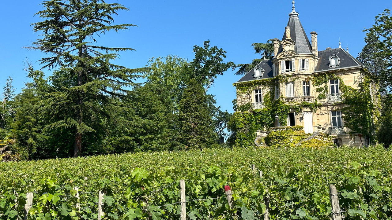 Vineyard in front of overgrown abandoned chateau