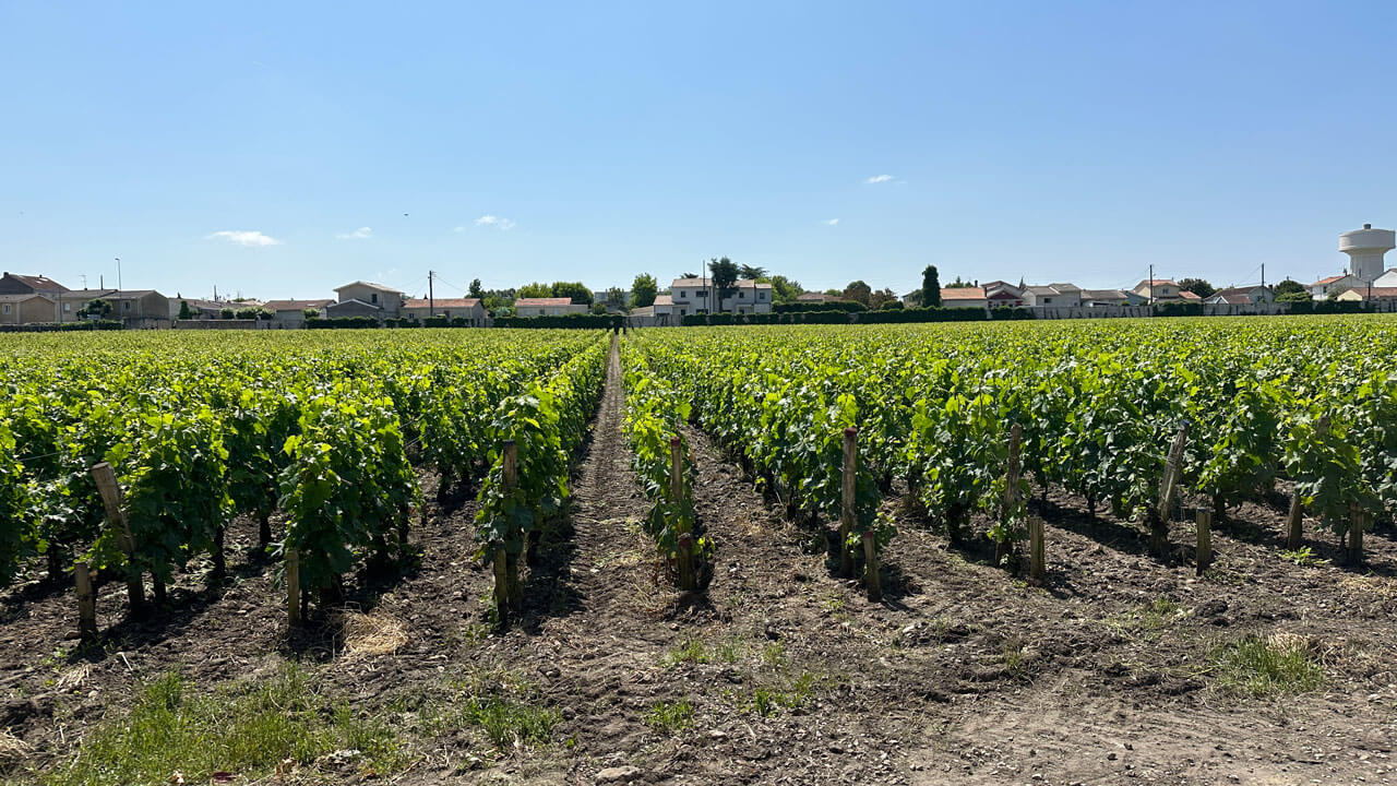 Acres of grapes and vines pushed close to local houses