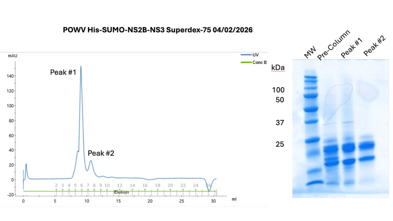 Graph depicting size exclusion FPLC elution profile and photo of gel of eluted peak