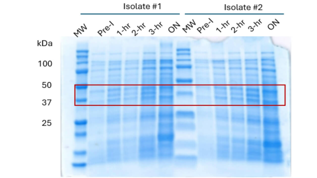 Photo of gel electrophoresis with a band highlighted