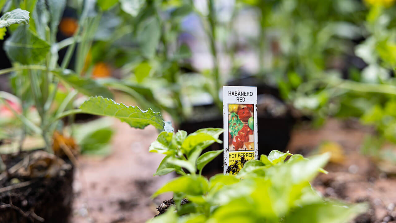 Habanero red pepper planter tag with a blurred background of greenery