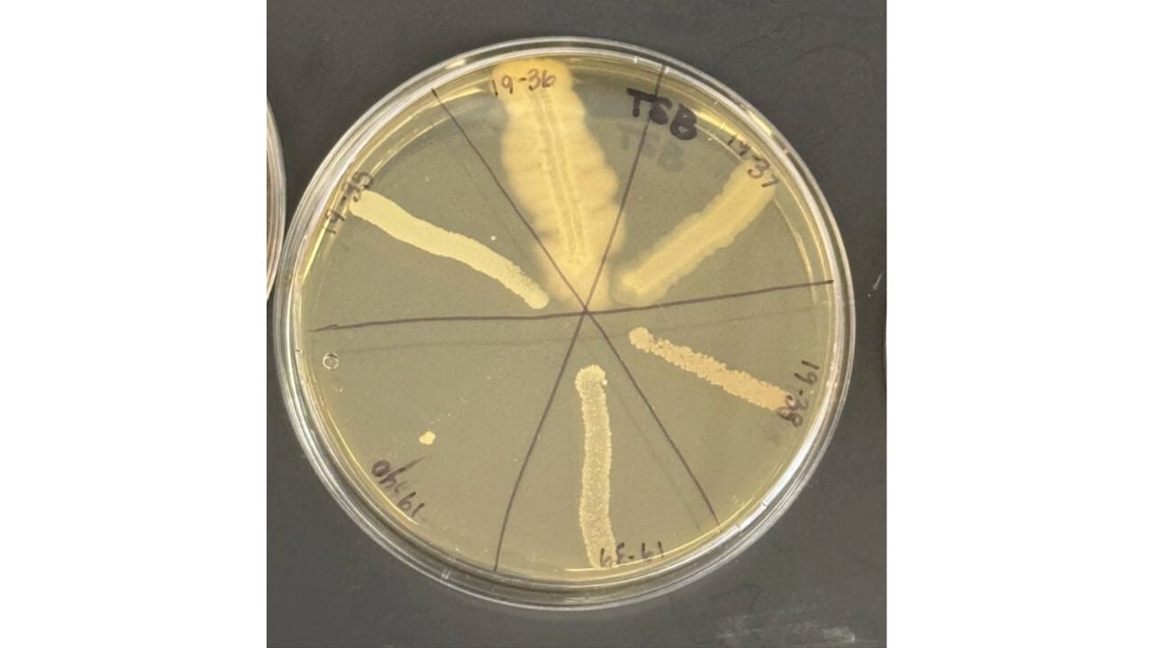 Photo of figure 1: Growth on TSA, Example original growth of unknowns on TSA. Later identified as Staphylococcus epidermidis (35, 38), Bacillus subtilis (36), Photobacterium (37), Enterococcus faecium (39)