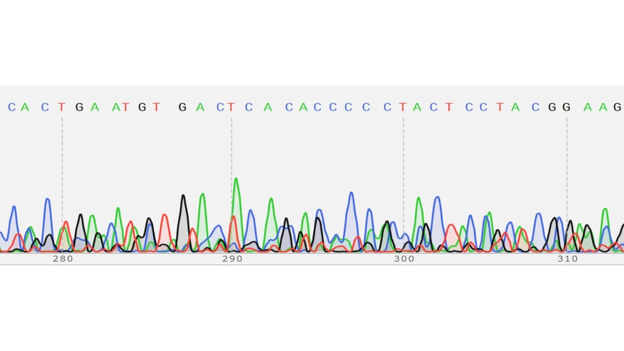 Photo of figure 8: sample 16 chromatogram, Unknown 16 sequencing analysis through SnapGene. BLAST did not result in identification.