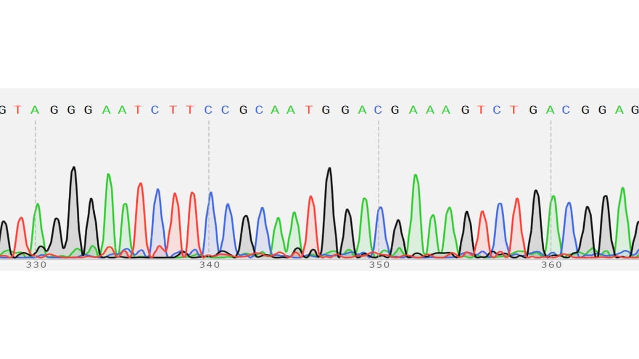 Photo of figure 9: sample 24 chromatogram. Unknown 24 sequencing analysis through SnapGene. Resulted in identification being Bacillus subtilis with a 99.88% identity and 1543 max score through BLAST.
