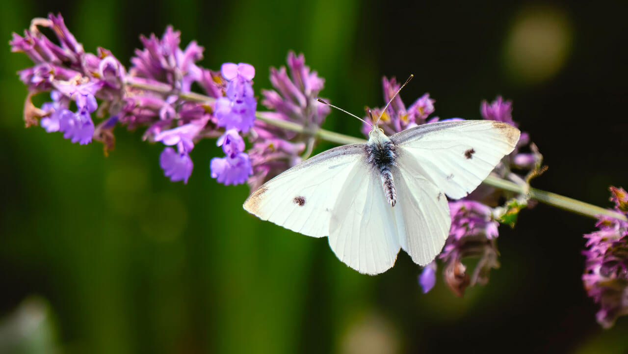 White moth hanging on purple flower