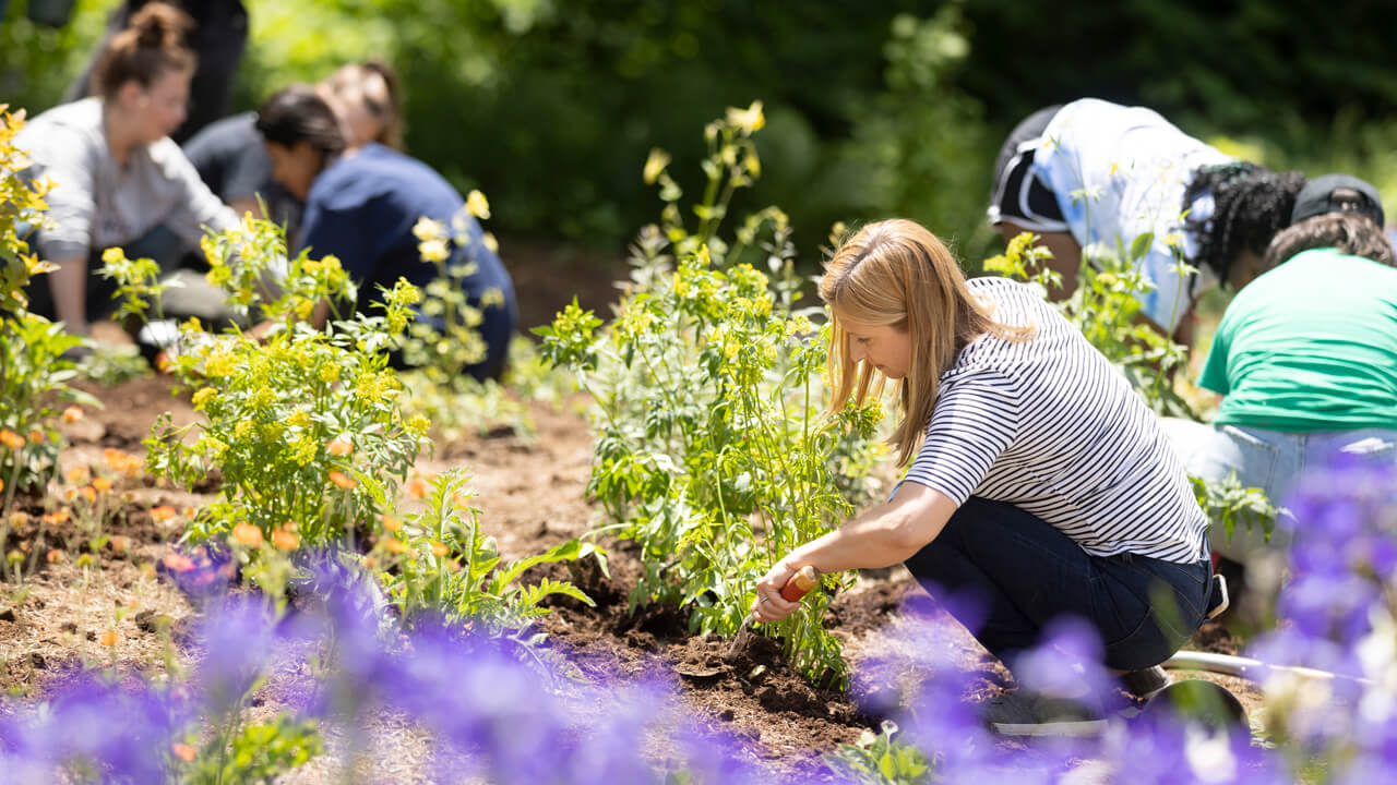 Quinnipiac students planting flowers and other plants in the beginning stages of the pollinator garden.