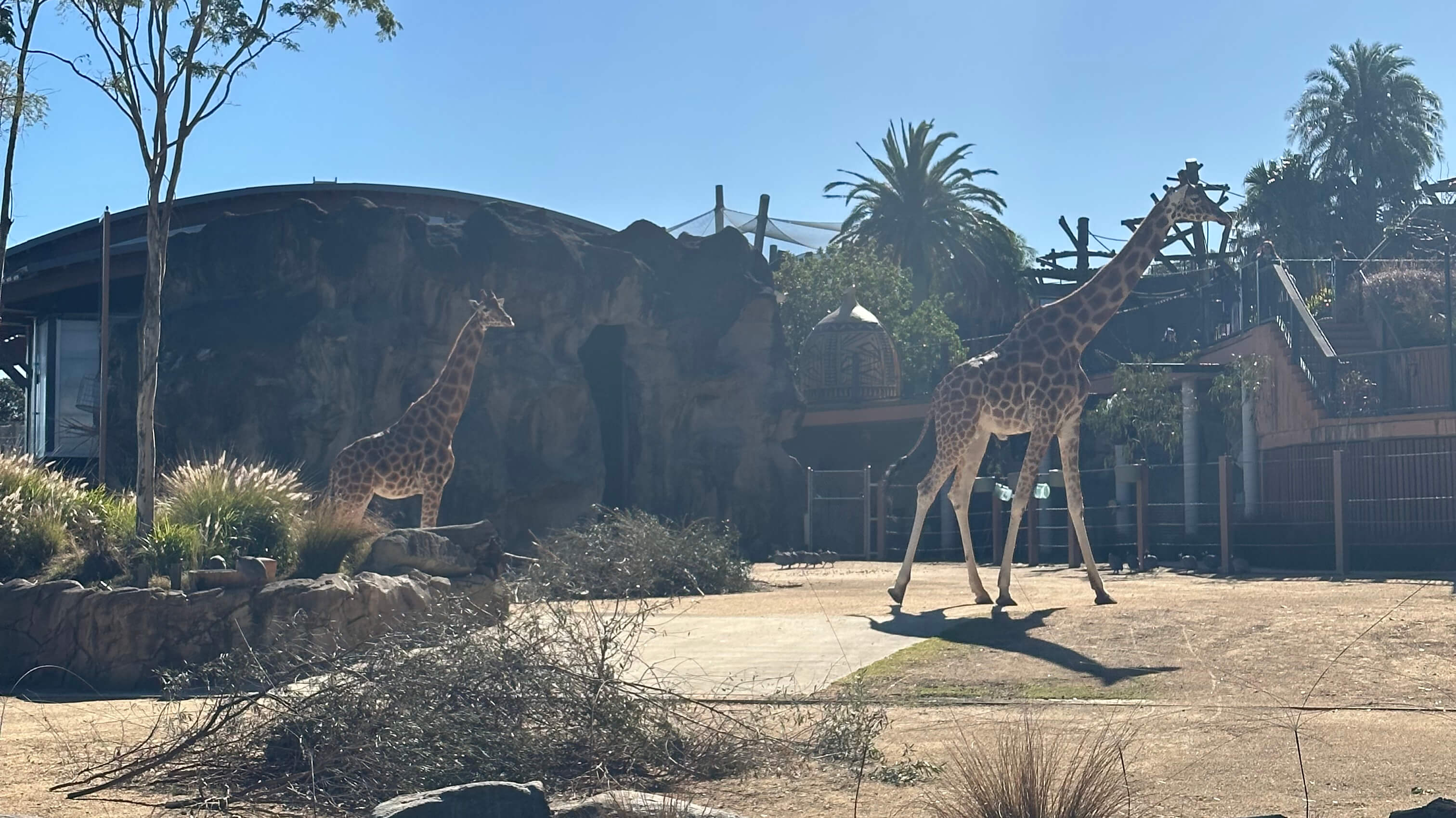 Two giraffes standing in an enclosure