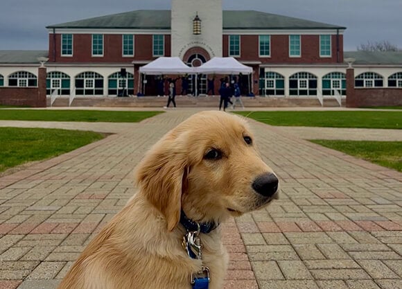 Golden retriever sitting in front of the Arnold Bernhard Library