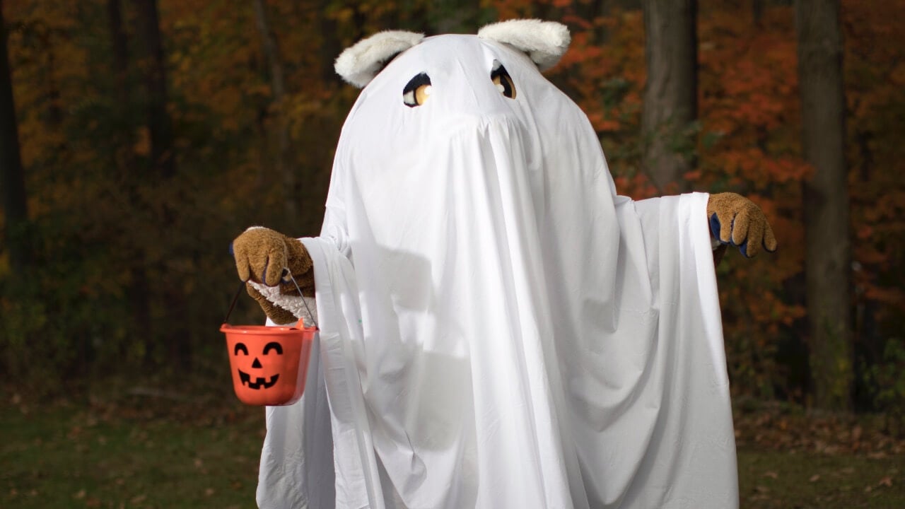 Boomer the Bobcat in a ghost costume.