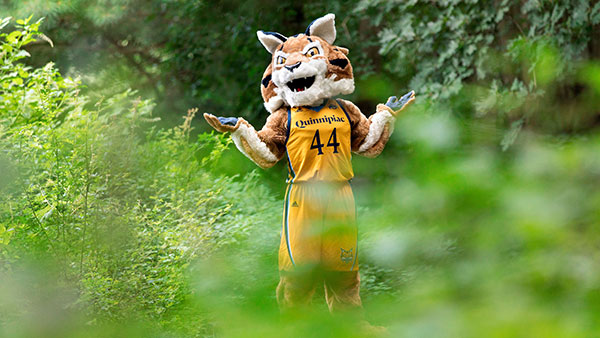 Boomer the Bobcat stands in the grass.