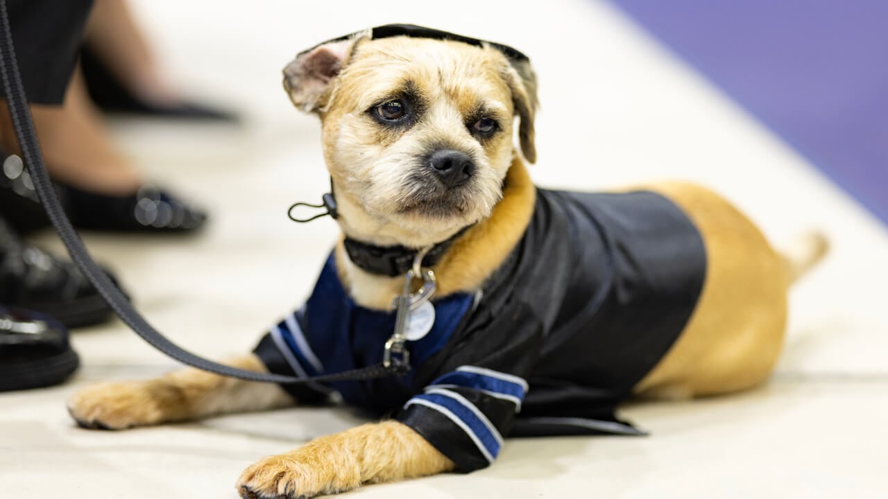 Marie Hardin's dog, Tator, sits on the floor wearing academic robes