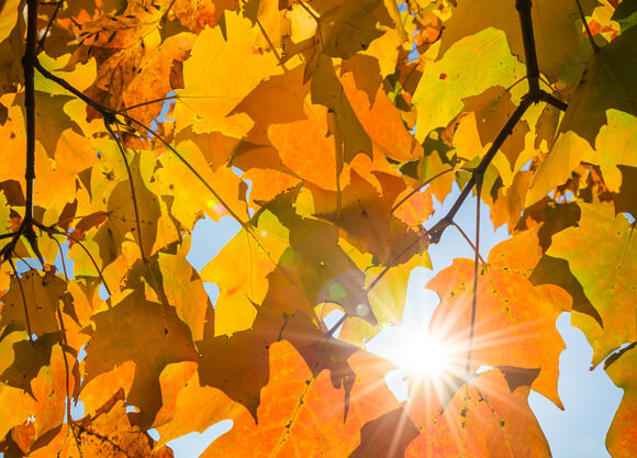 A beam of sun shines through a cluster of autumn leaves