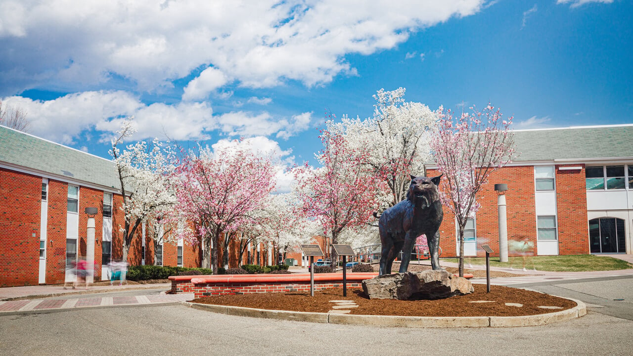 The bobcat statue outside the Suites residence halls on a spring day