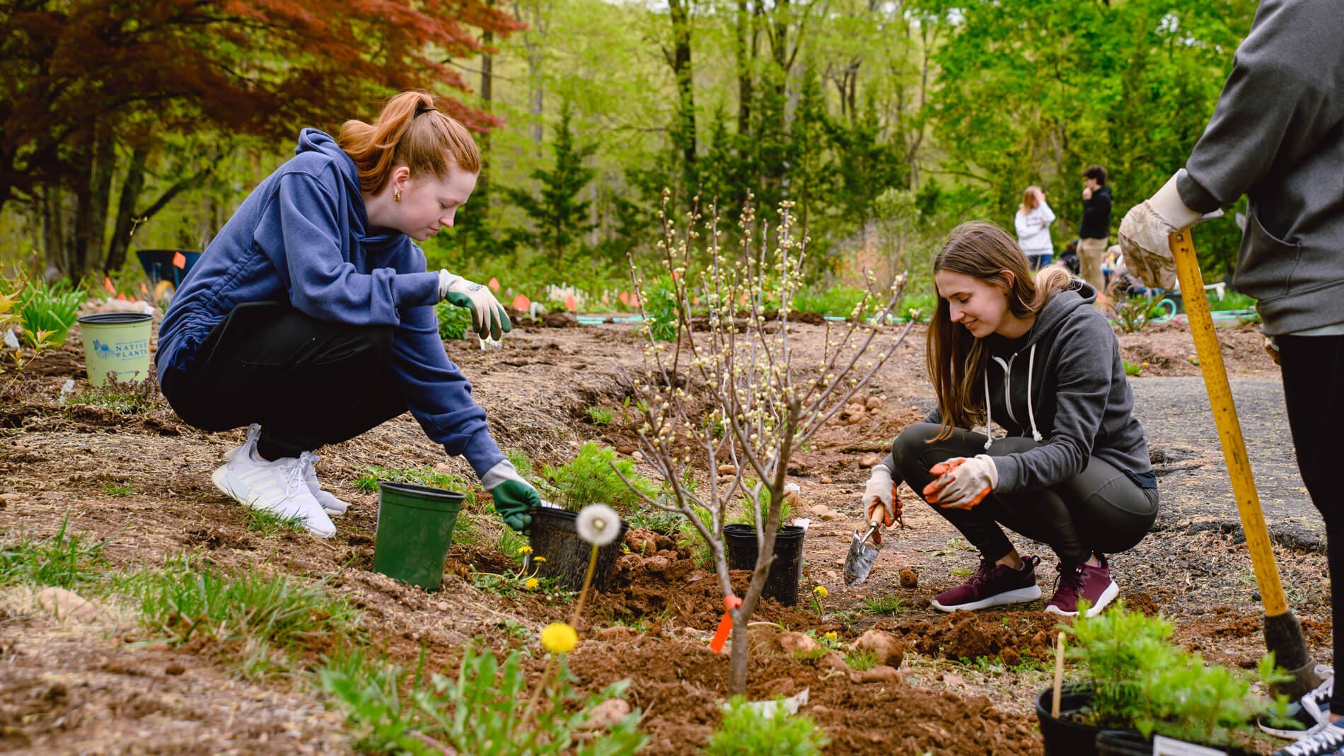 Students plant greenery in a pollinator garden