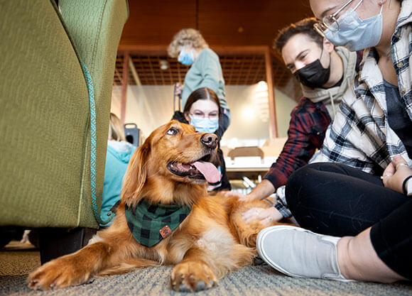 Students playing with therapy dogs