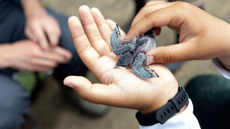 A closeup shot of a swallow in the palm of the hand of a biology student