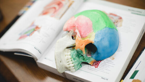 A skull model on a medical textbook